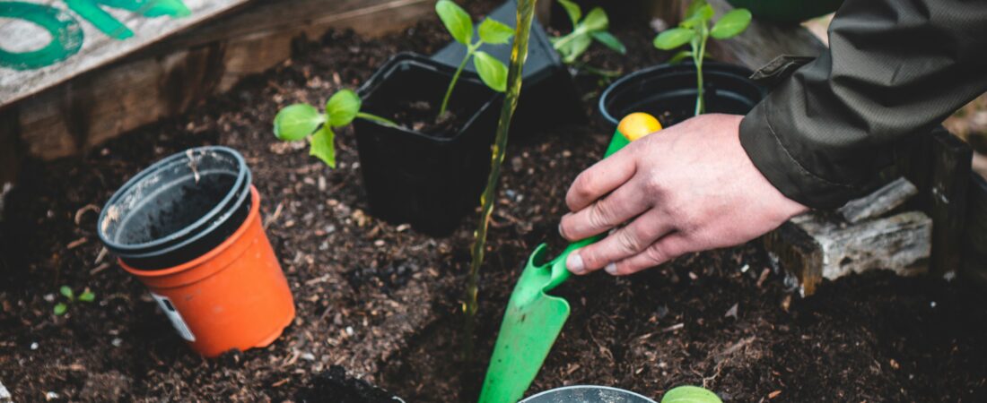 How Do You Build a Self-Sufficient Backyard on a Budget?