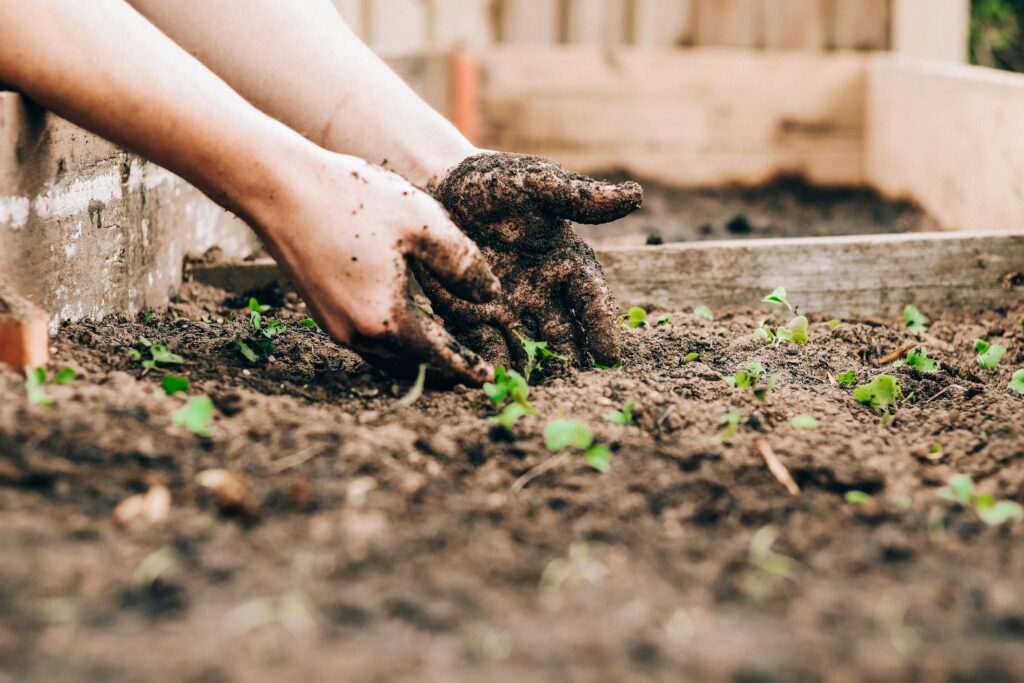 hands planting seedlings in garden soil for a budget backyard garden